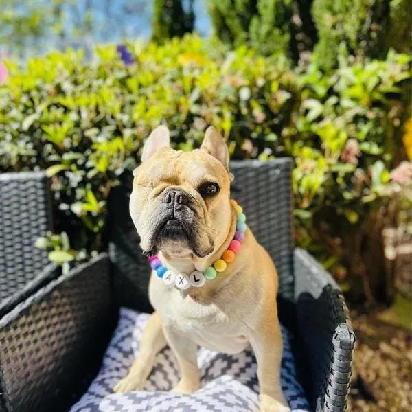 Pawpaya