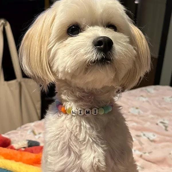 Pawpaya