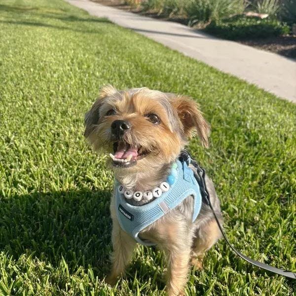 Pawpaya