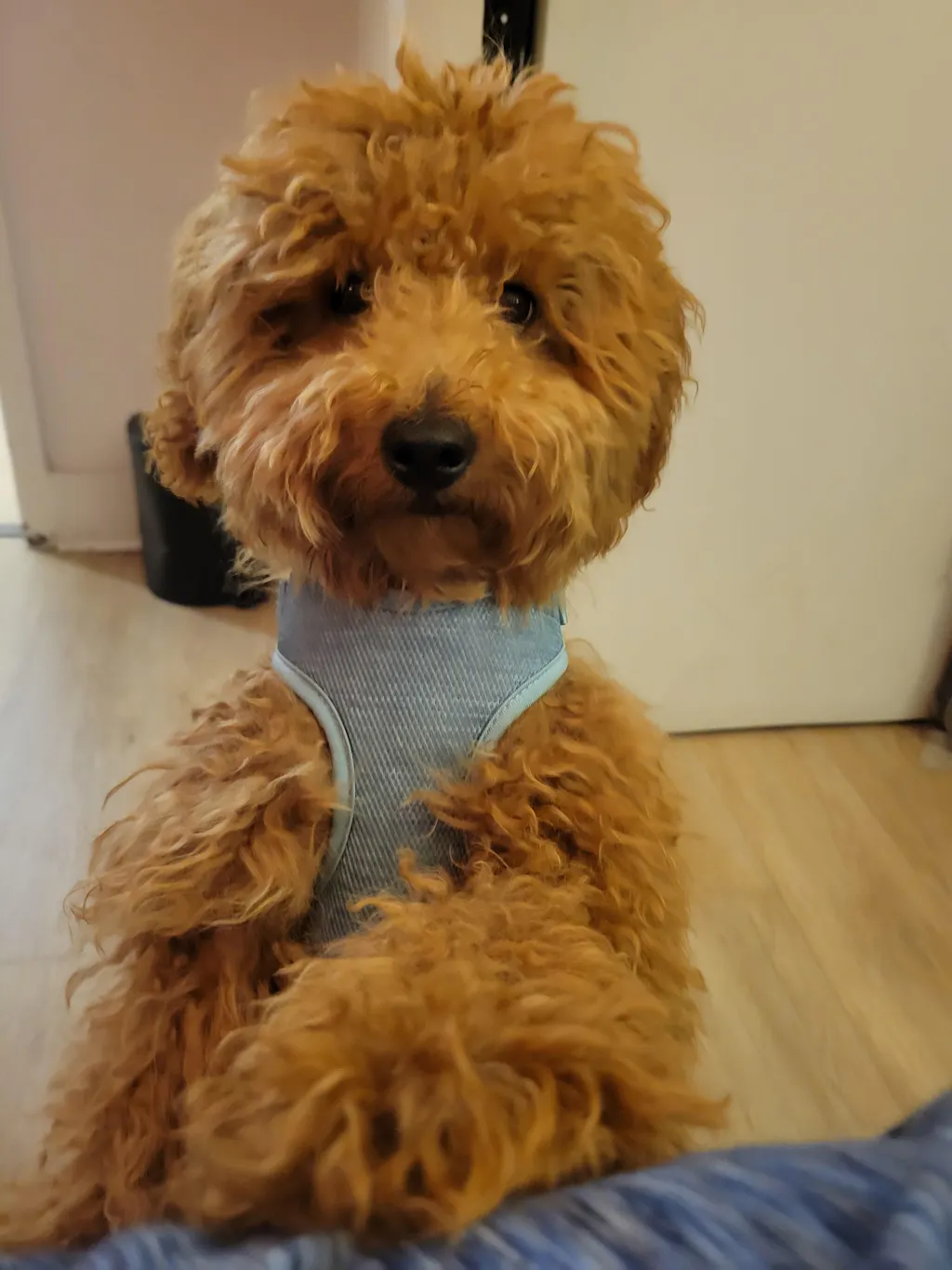 PAWPPIESPLUG