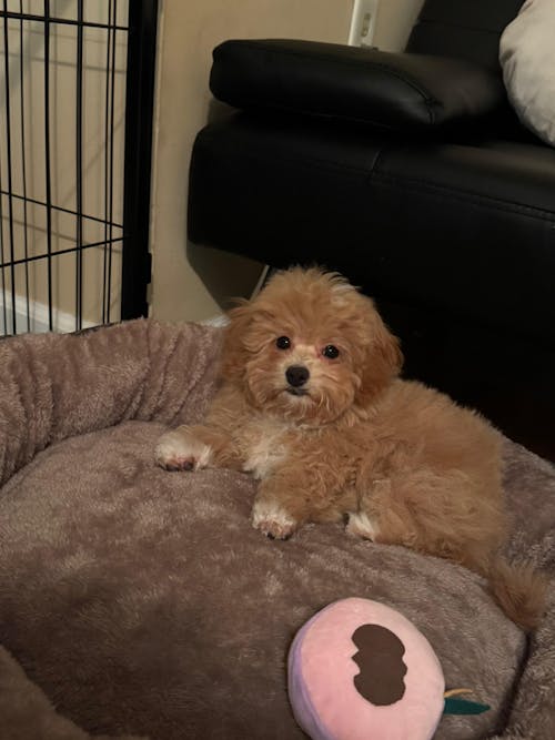 13/33LB Collapsible Food Storage Container