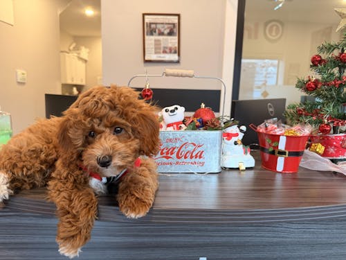 LORENZO (Toy Poodle)