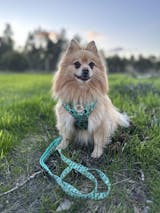 Tropical Piña Colada Adjustable Harness