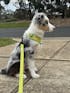 Aloha Adjustable Harness