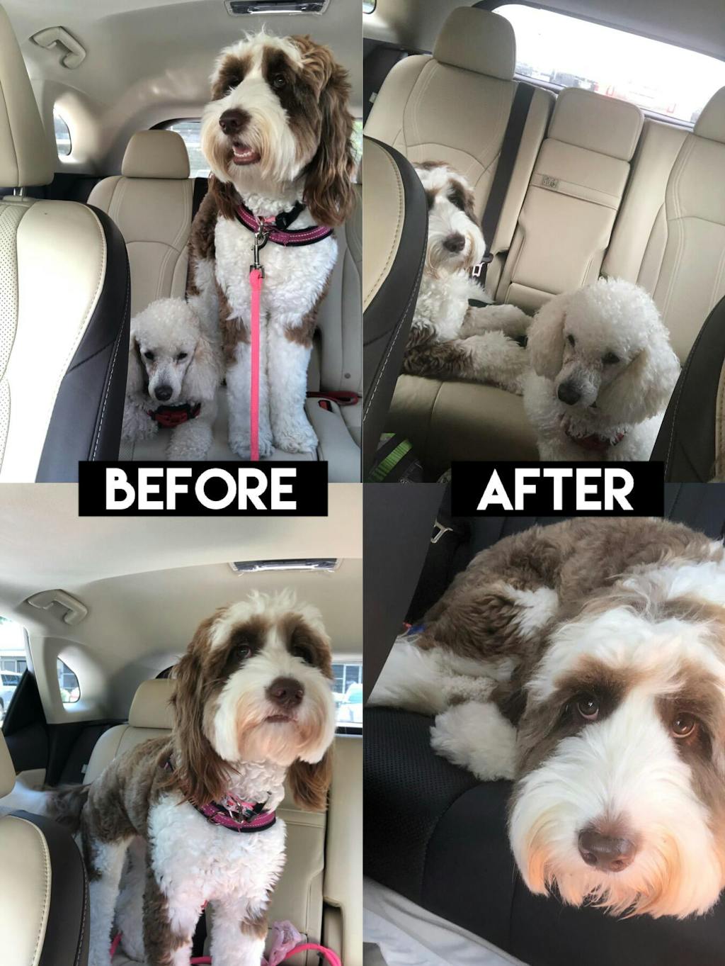 PawSafe® Dog Seat Belt Car Safety Restraint