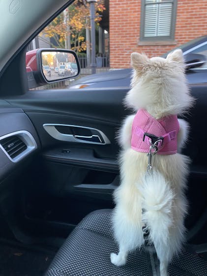 Pawsafe car dog seat hot sale belt