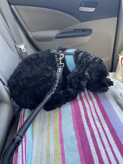 Pawsafe dog seat belt deals