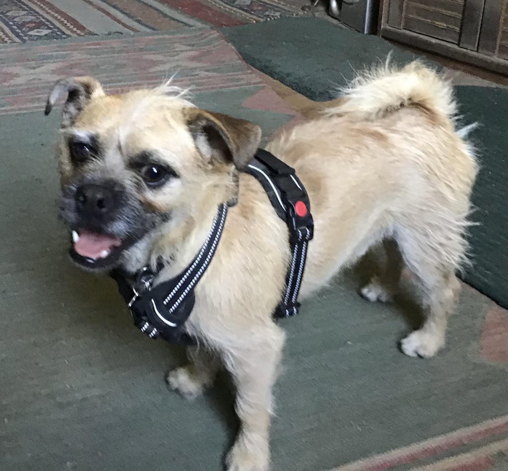 PawSafe® No Pull Dog Harness No Choke and Prevents Pulling