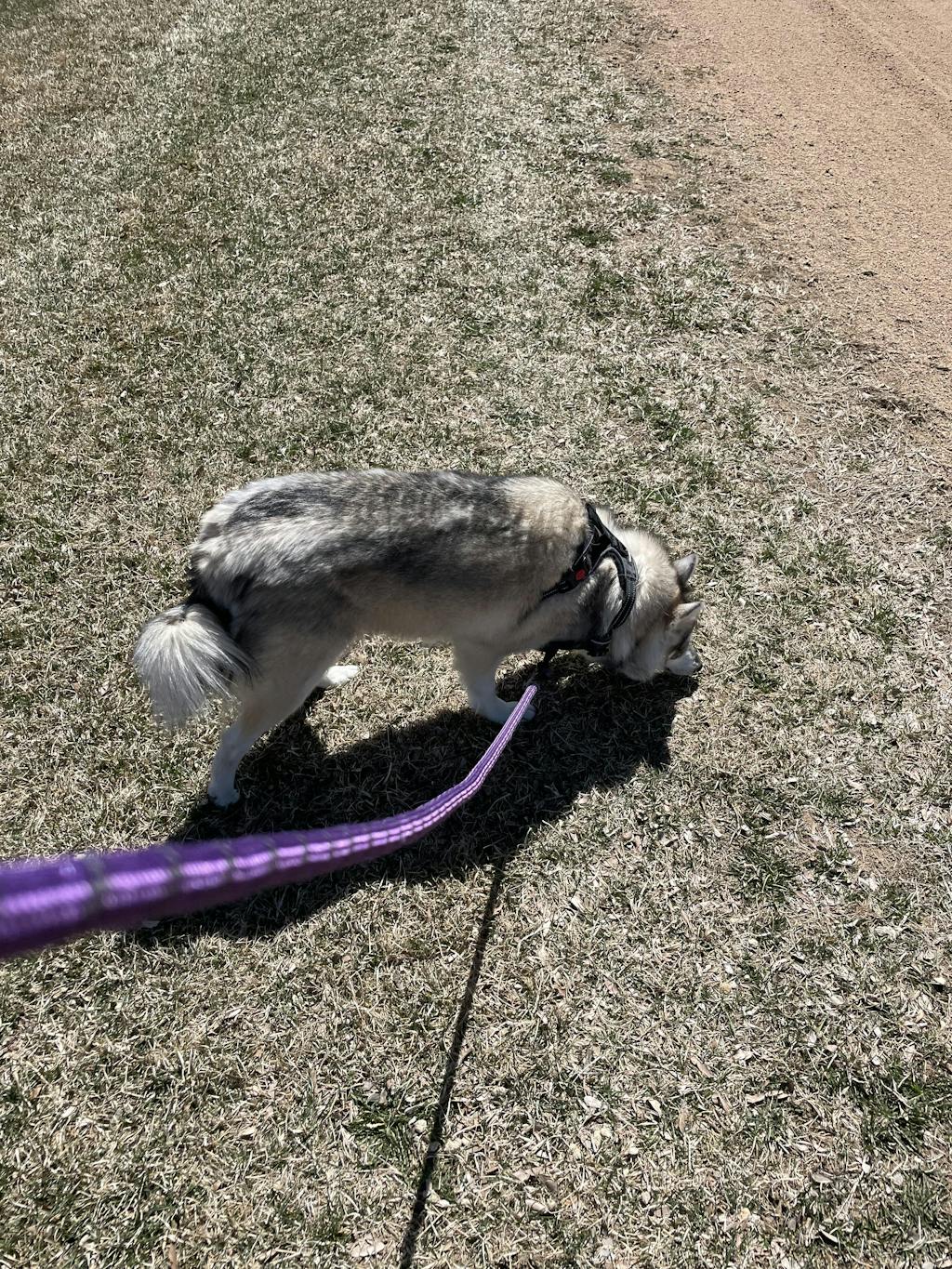 PawSafe® No Pull Dog Harness No Choke Chest Harness Prevents Dog From