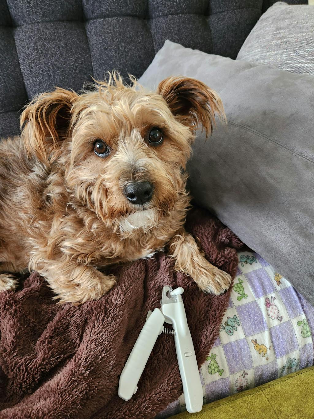 PawSafe® Pet Nail Clippers Safe Toenail Trimmer For Dogs & Cats