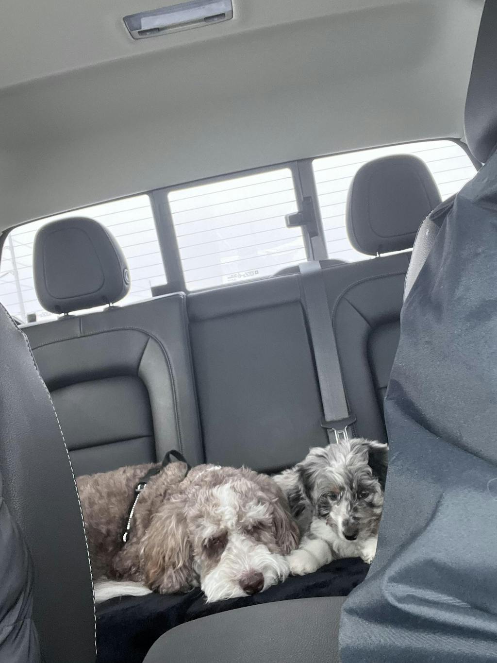 PawSafe® Dog Seat Belt Car Safety Restraint