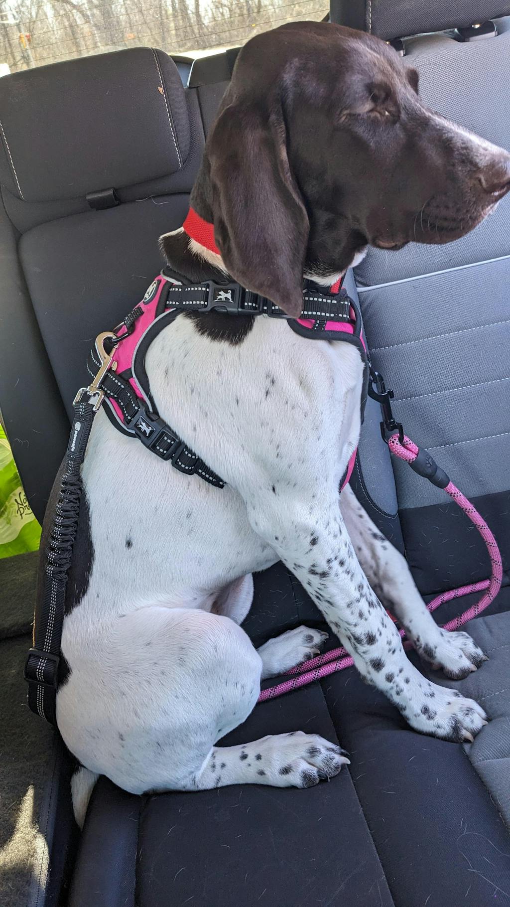 PawSafe® Dog Seat Belt Car Safety Restraint