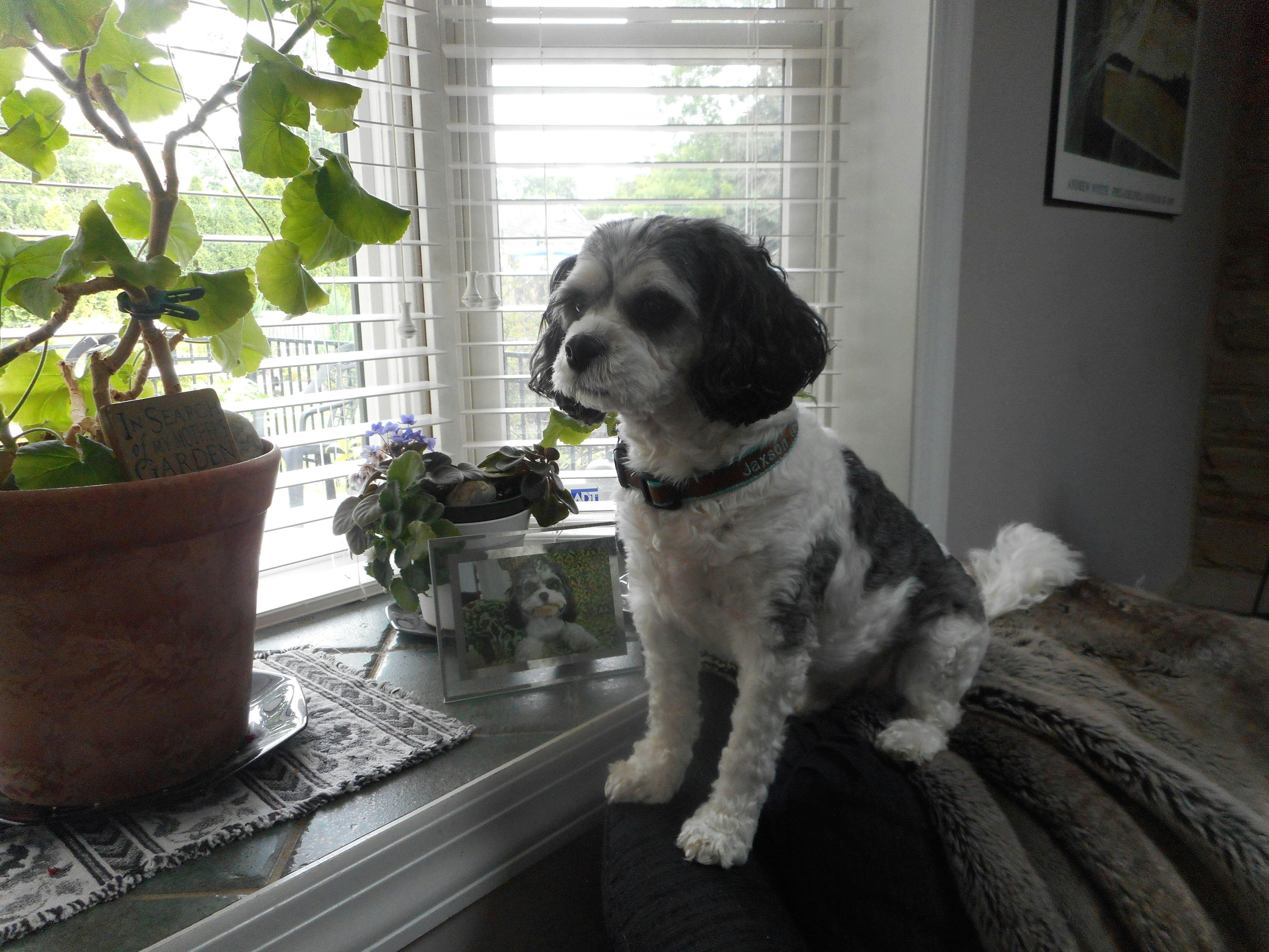 PawSafe® Pet Stain & Odor Eliminator Enzyme Cleaner Spray