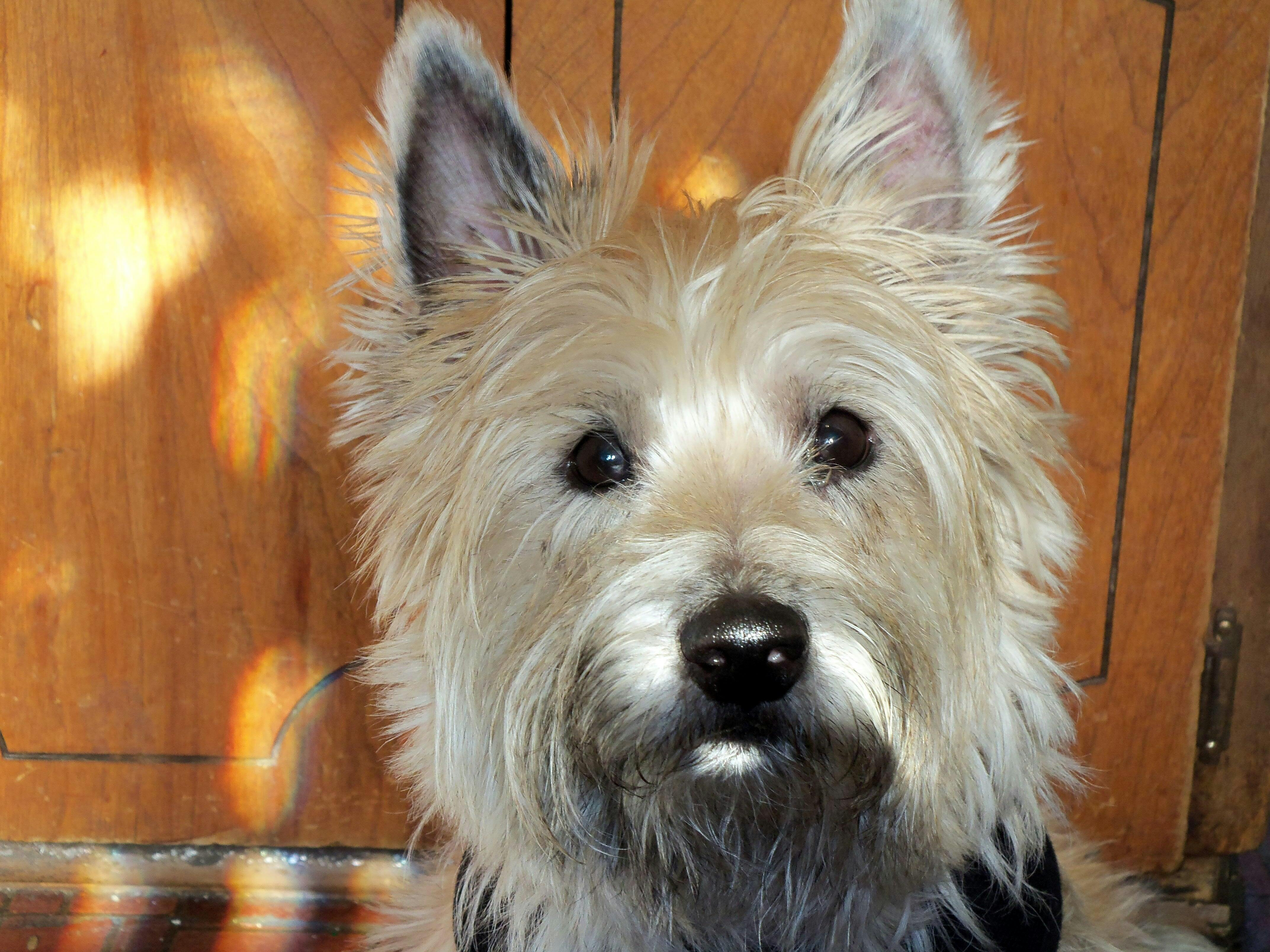 PawSafe® Pet Stain & Odor Eliminator Enzyme Cleaner Spray