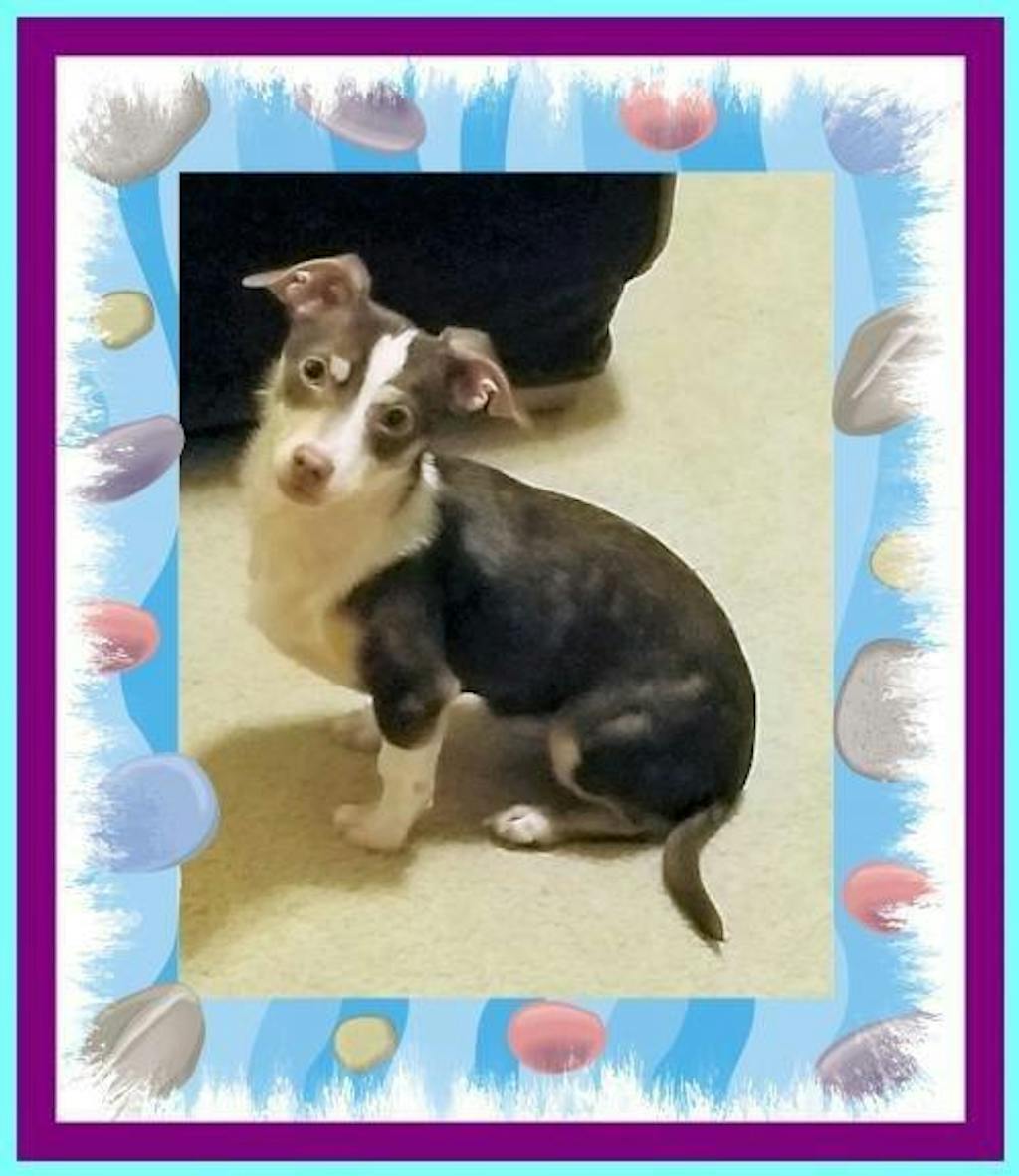 PawSafe® Pet Stain & Odor Eliminator Enzyme Cleaner Spray