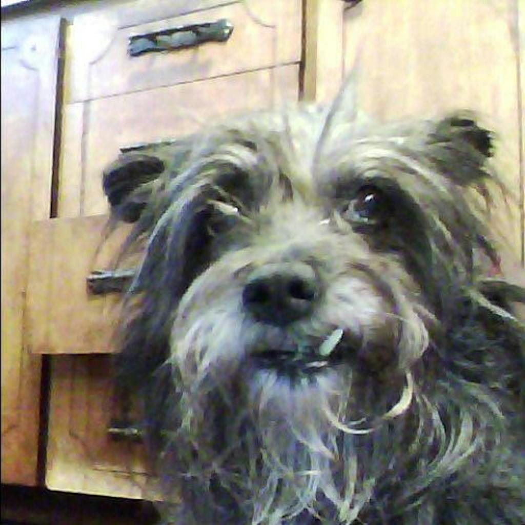 PawSafe® Pet Stain & Odor Eliminator Enzyme Cleaner Spray