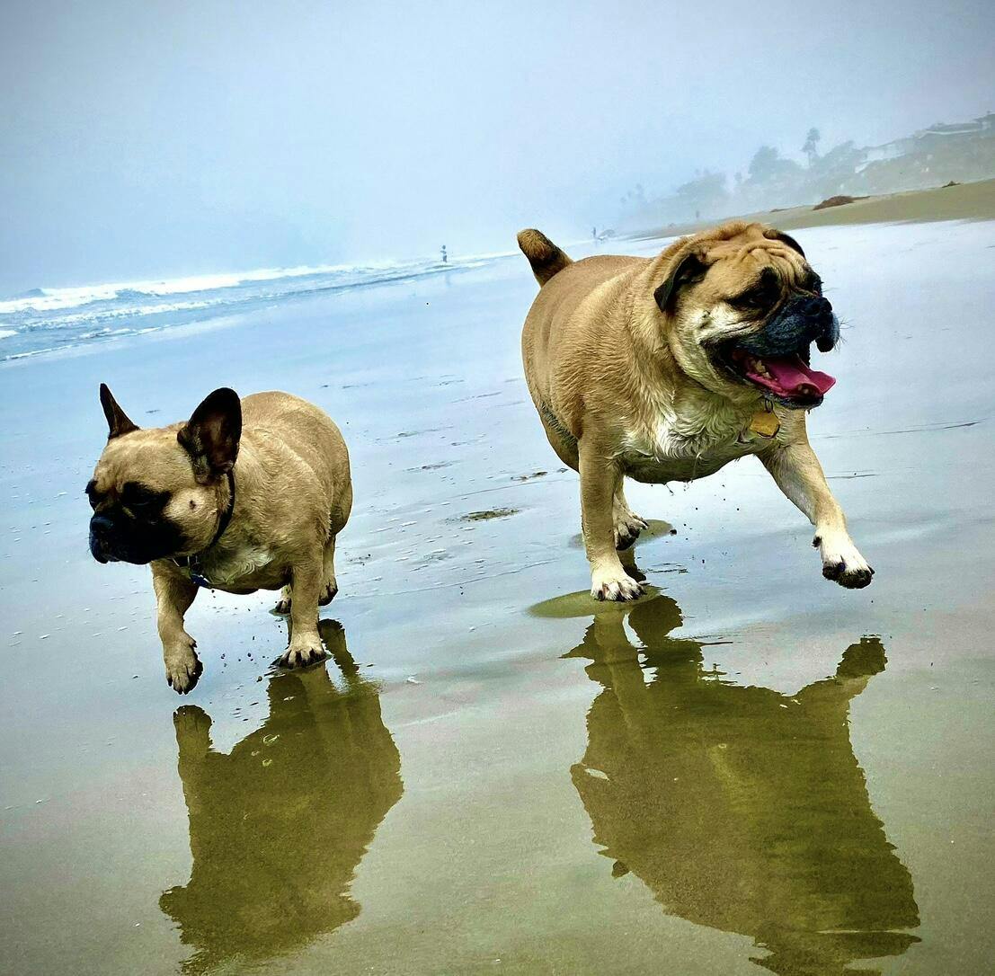 PawSafe® Pet Stain & Odor Eliminator Enzyme Cleaner Spray