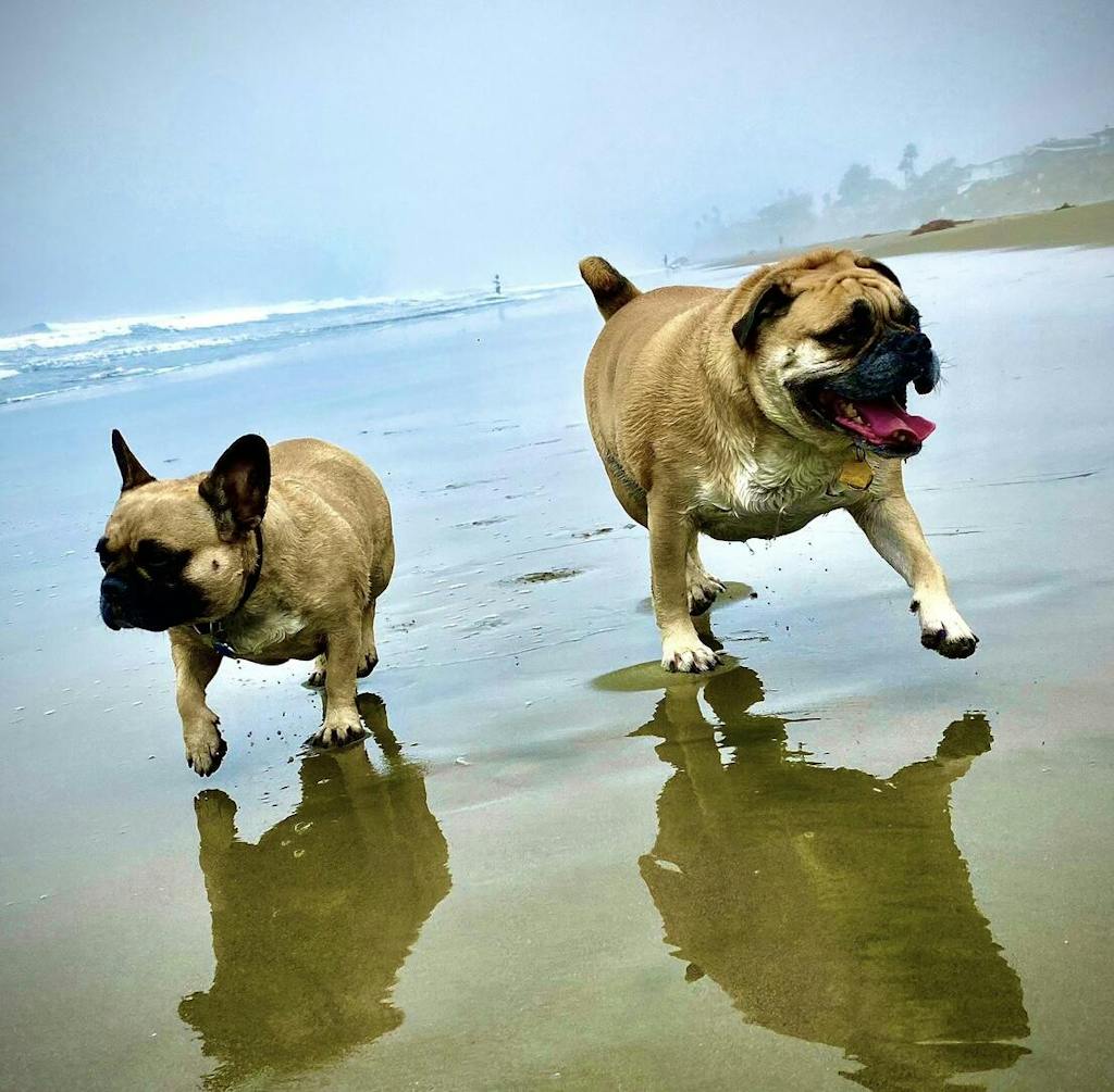 PawSafe® Pet Stain & Odor Eliminator Enzyme Cleaner Spray