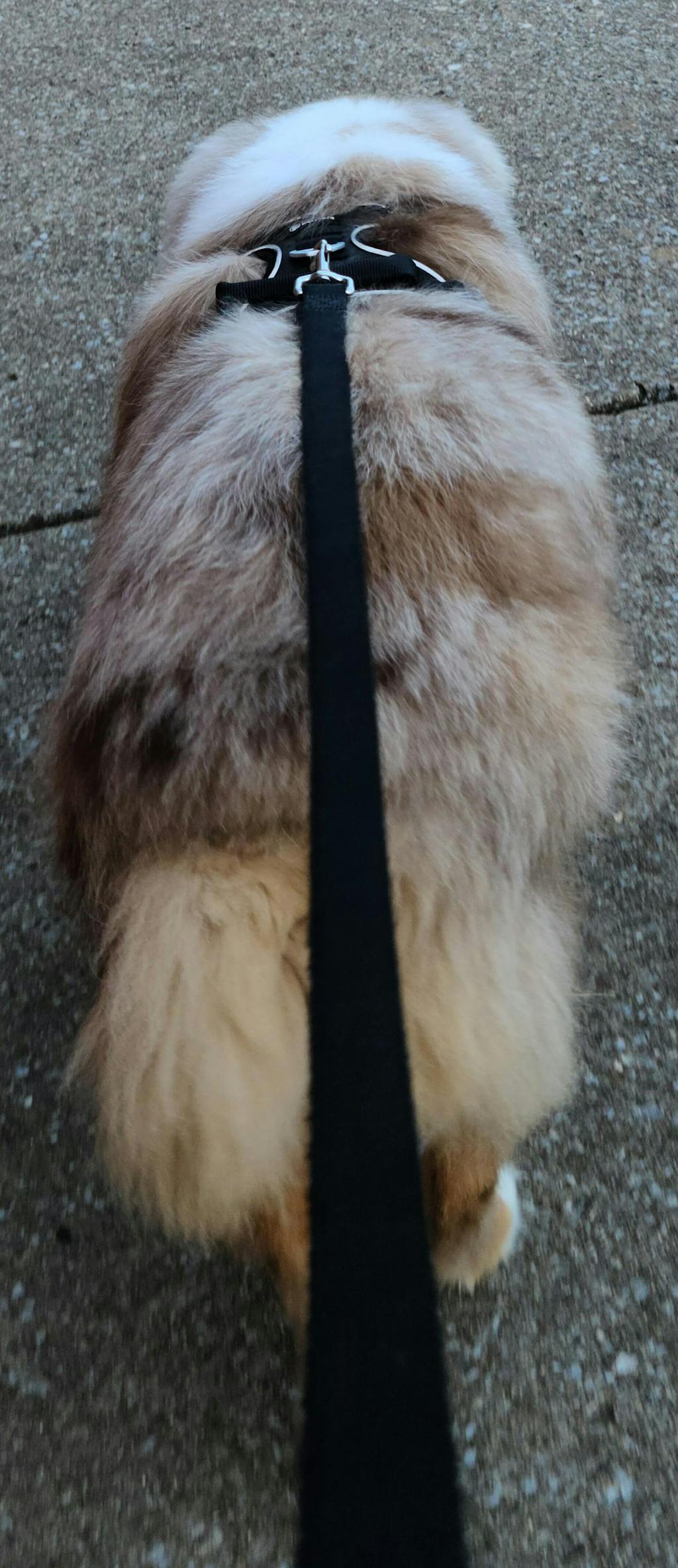 PawSafe® No Pull Dog Harness No Choke and Prevents Pulling