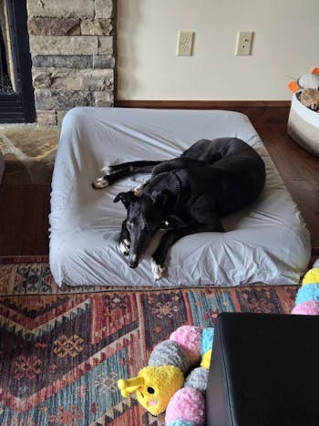 PawSheets® Dog Bed Covers
