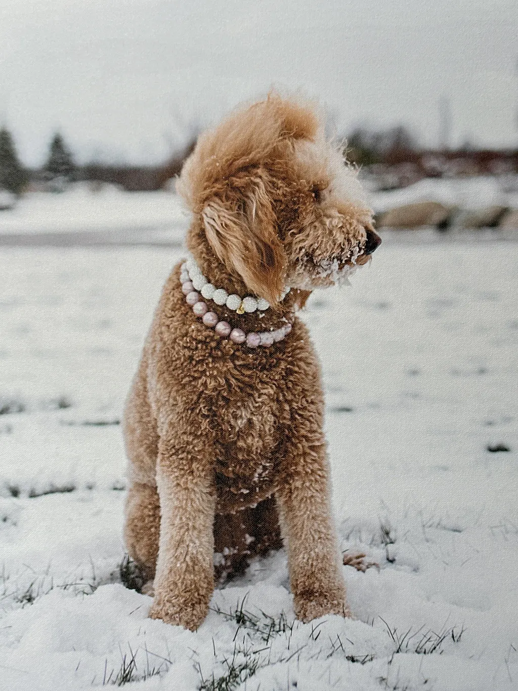 Heartknit Dog Sweater - Evergreen – Pawshion by Gigi
