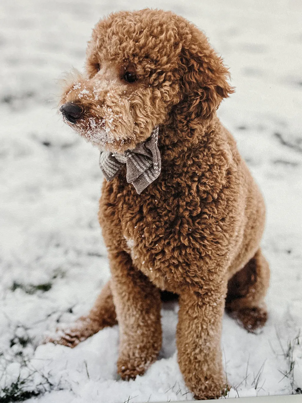 Heartknit Dog Sweater - Evergreen – Pawshion by Gigi