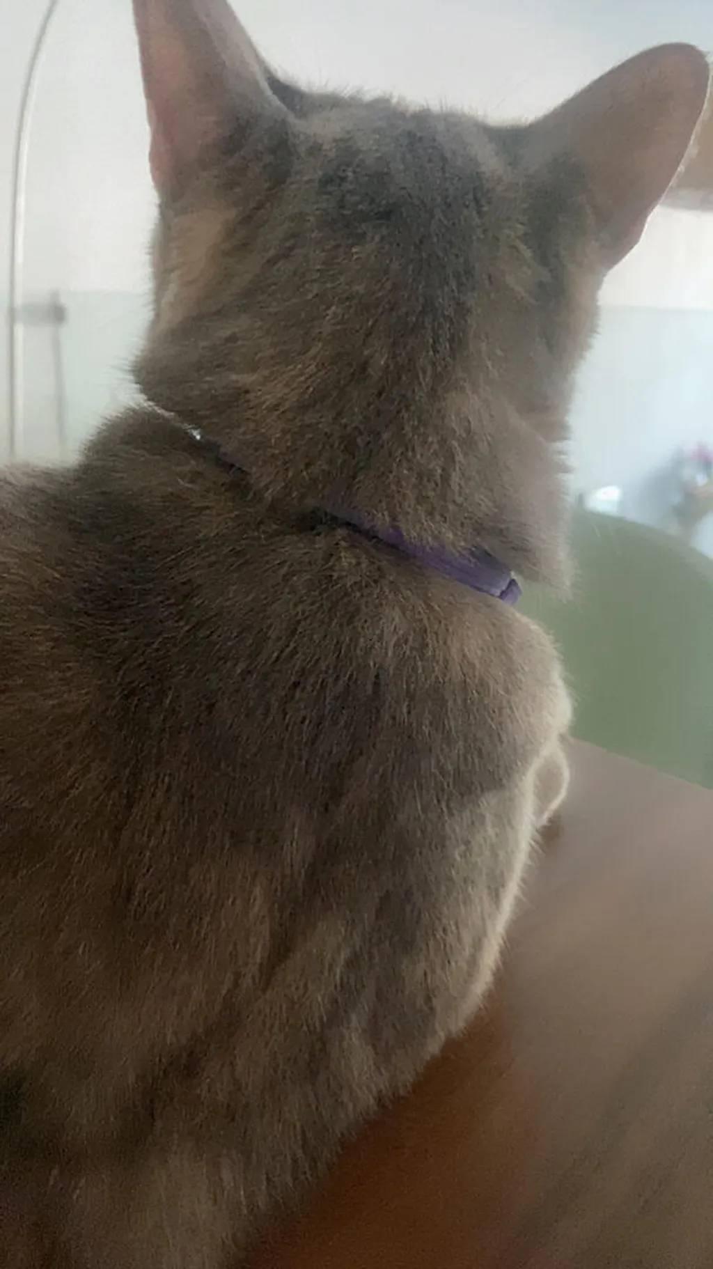 Cat Calming Collar Reduce Stress Antisocial Behavior In Cats Pawsona