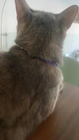 PAWSONA® Calming Collar for Cats