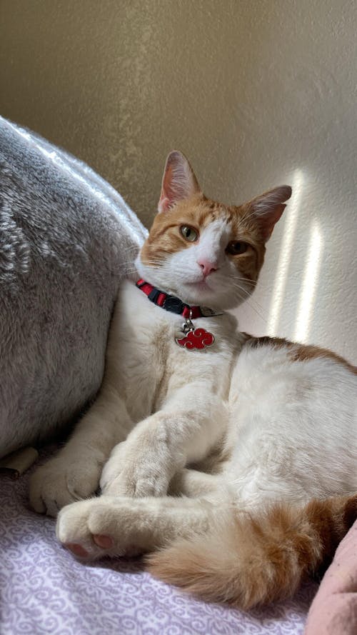 Rogue Leaf Ninja Collar