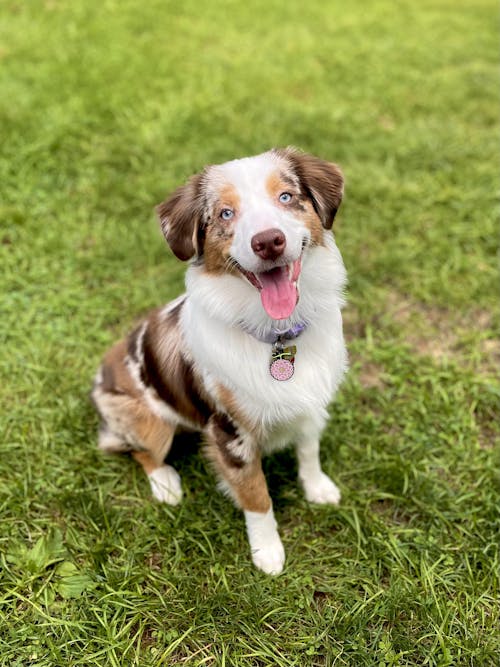 Flower-Flower Fruit Pet Tag