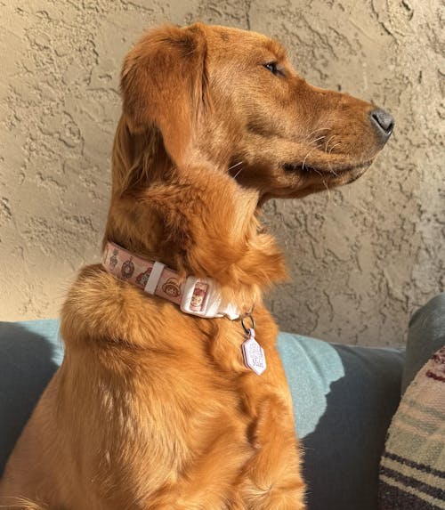 Future Island Egghead Collar