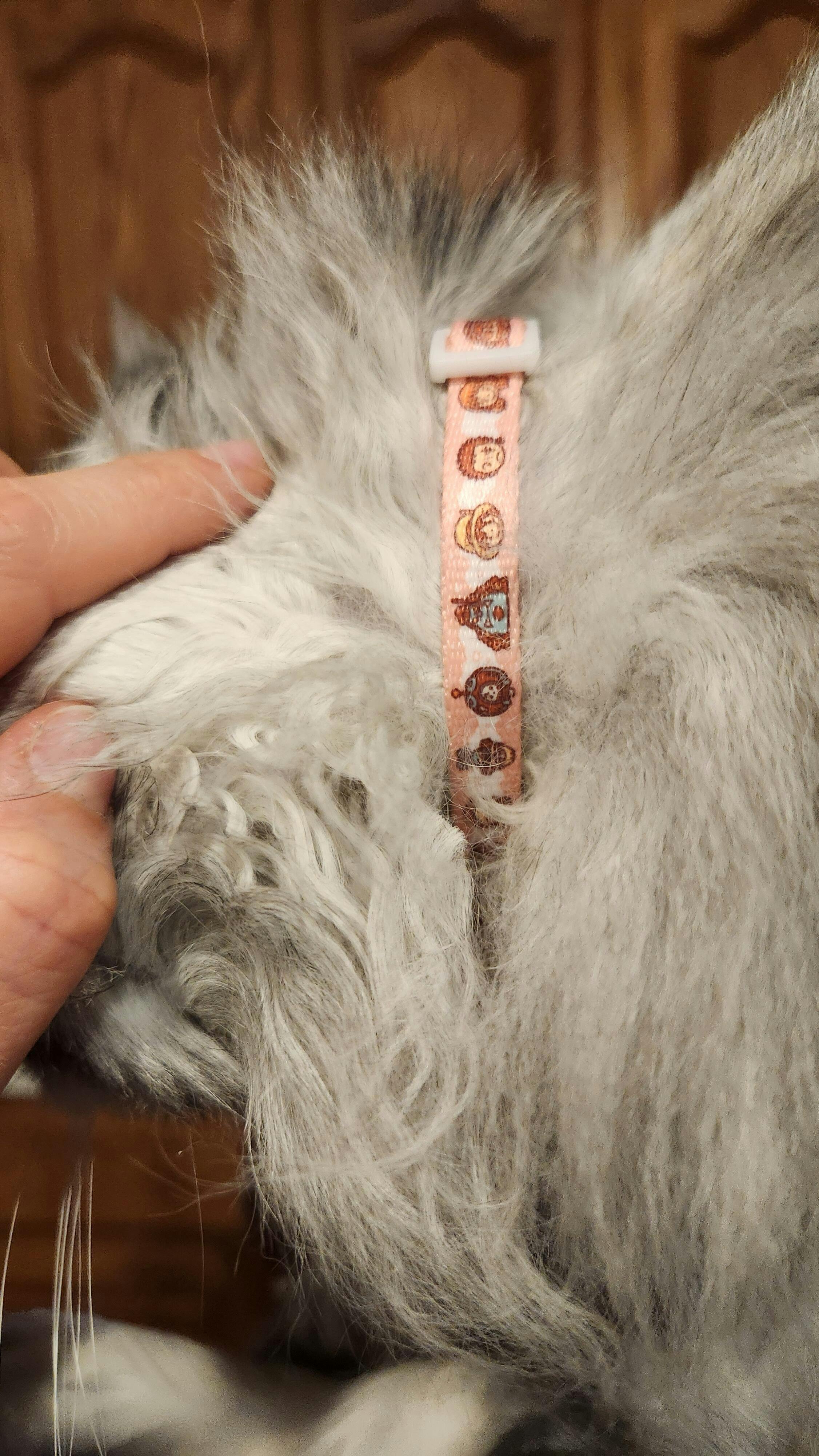 One Piece › Future Island Egghead Collar › For Cats & Dogs