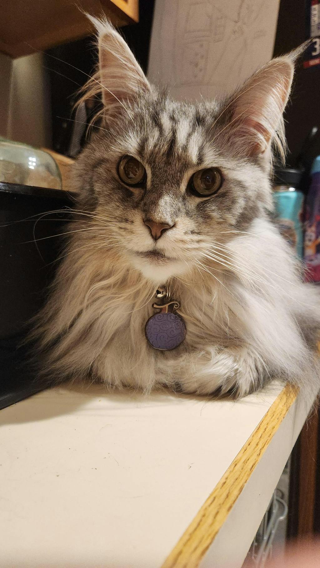 Gum-Gum Fruit Pet Tag