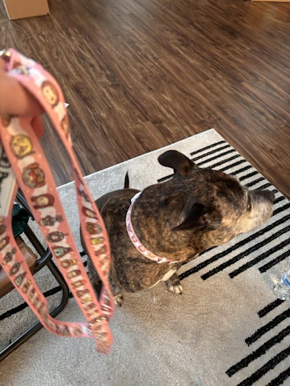 【THE MOZZ】Fine Collar Knot One Piece One Piece x Pawsonify - Sign up for updates! - Pawsonify