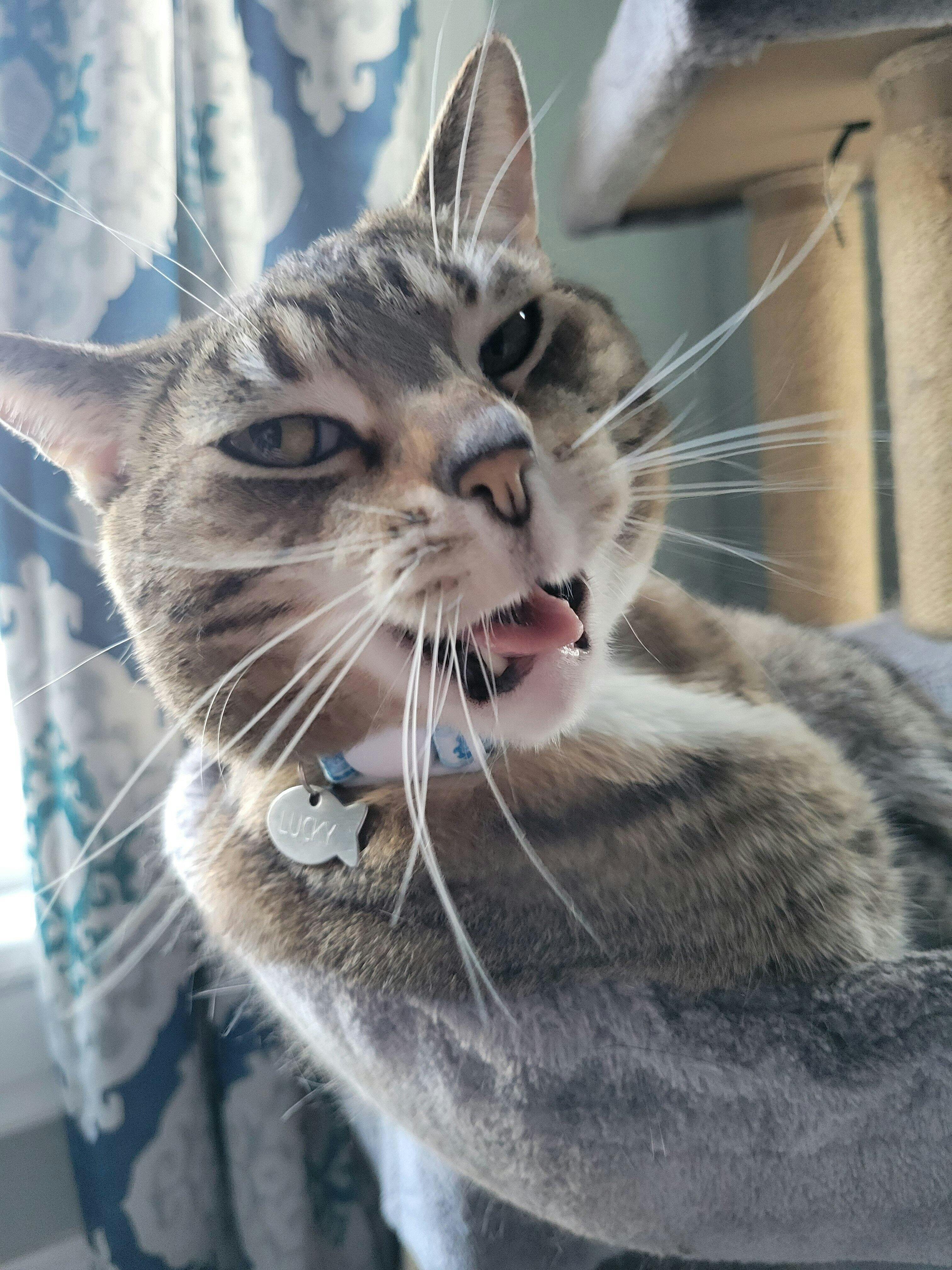 New World Collar › One Piece › For Cats & Dogs » Pawsonify