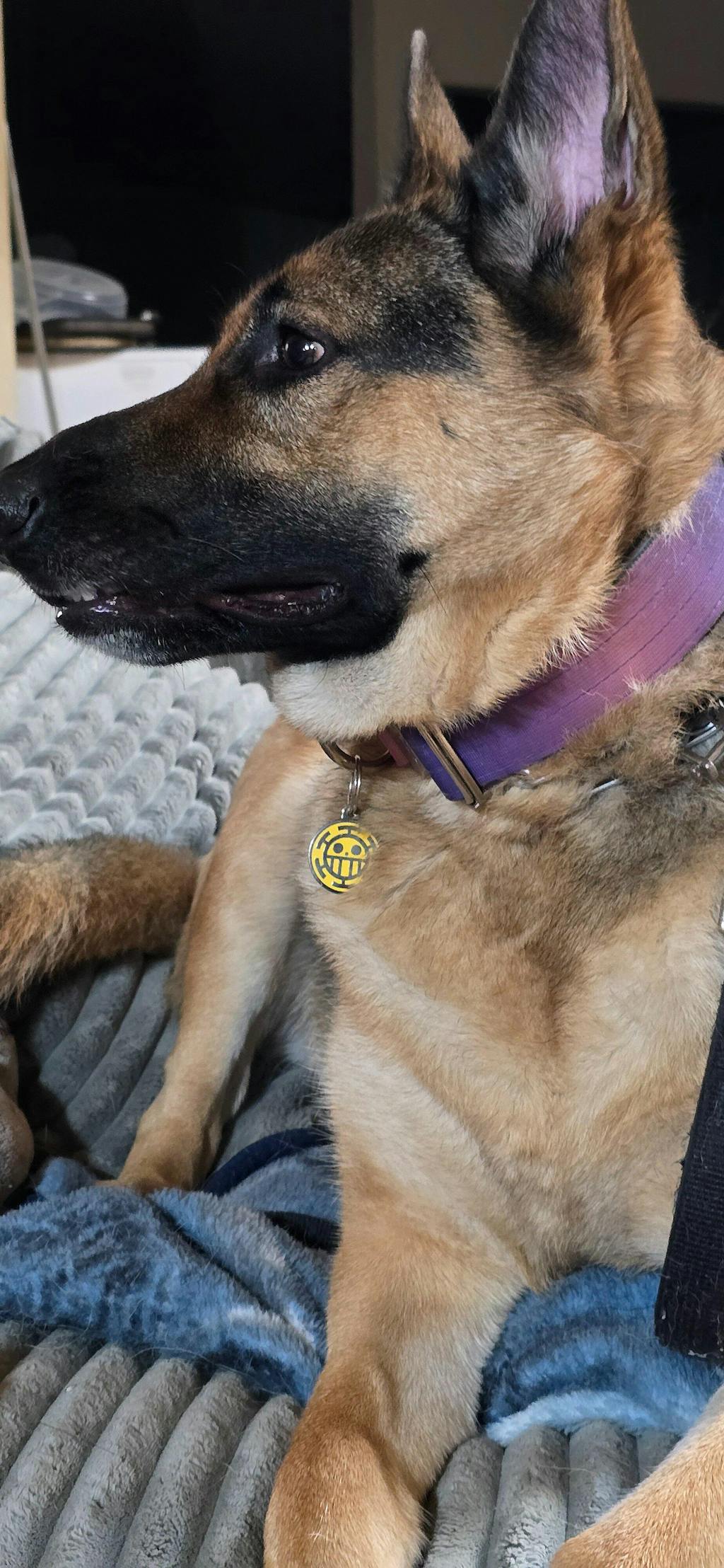 Heart Pirates Pet Tag (Trafalgar D. Water Law)