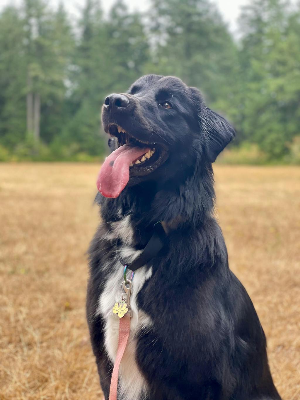 Hollow-Hollow Fruit Pet Tag