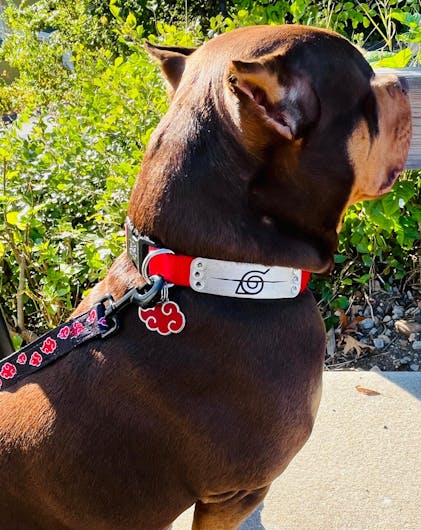 いぬ　 取り寄せ品】ウィルインターナショナル ラテックストイ キャメル Pink