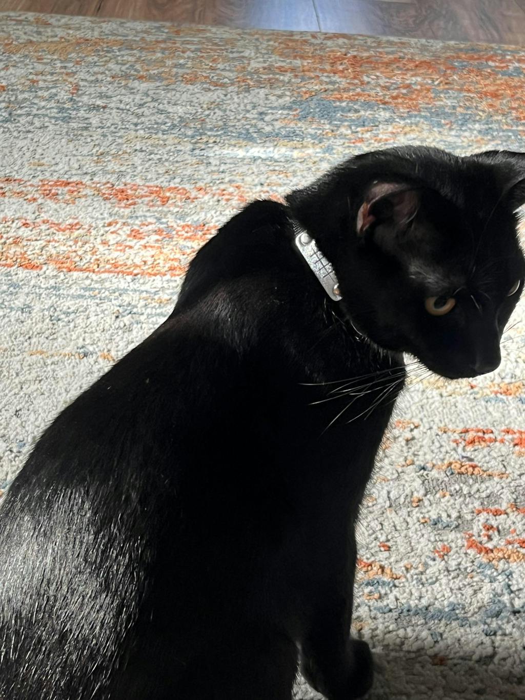 Rogue Rain Ninja Collar