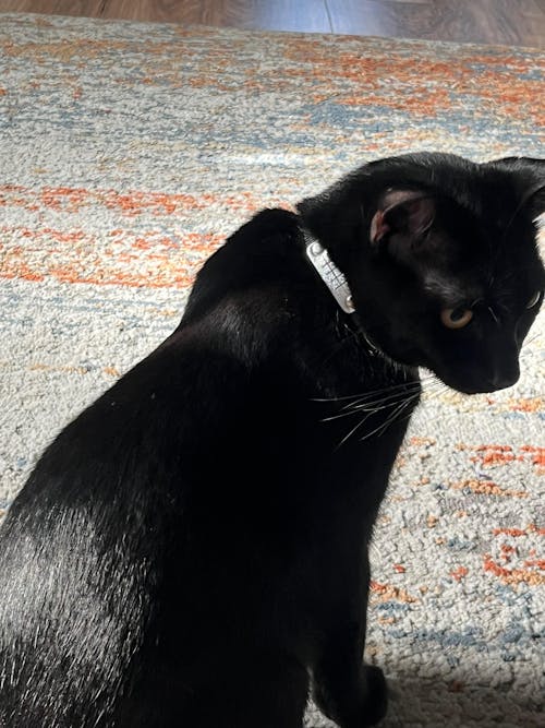 Rogue Rain Ninja Collar