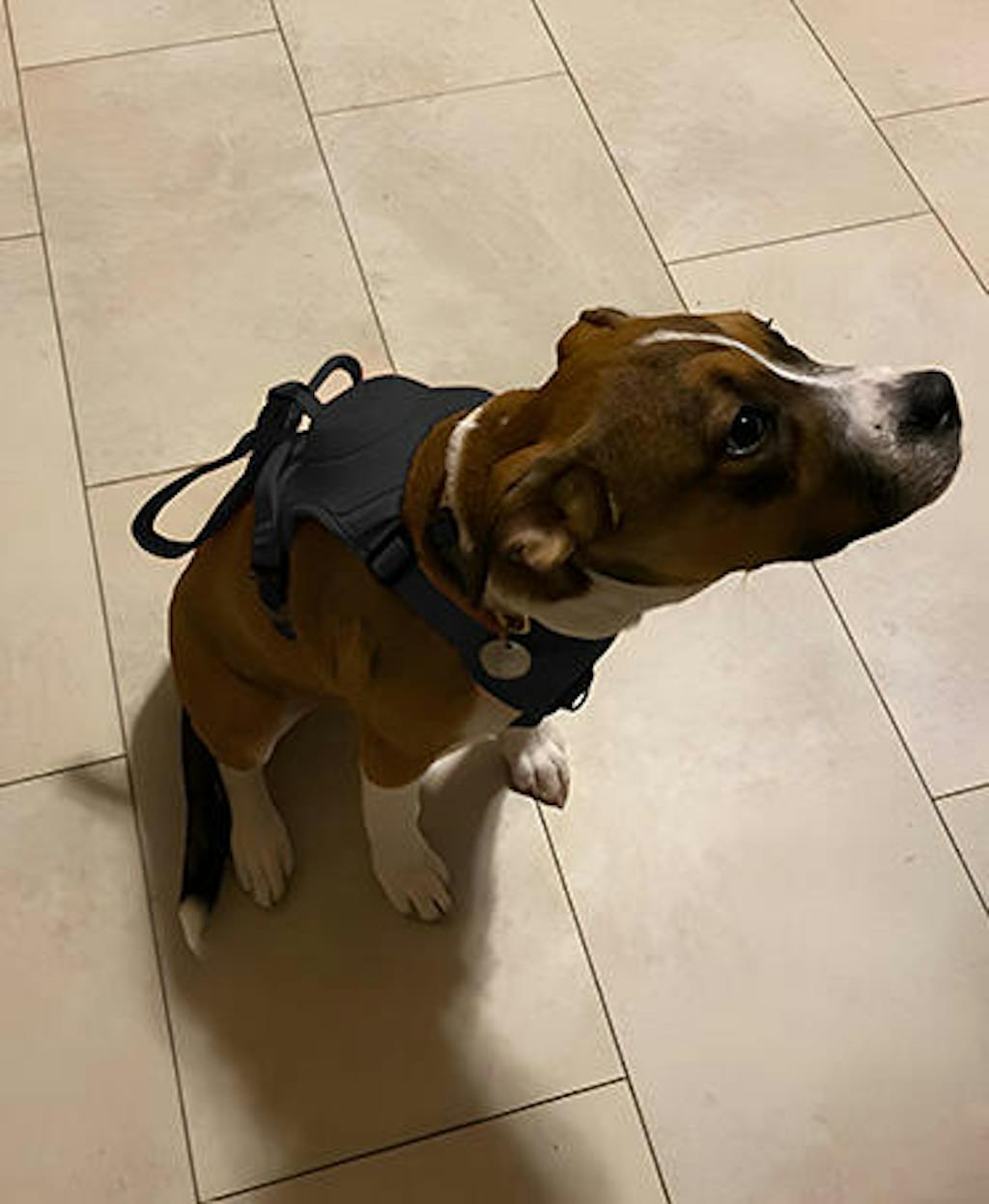 Pawsy Hybrid Dog Harness