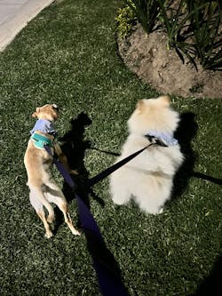 Matching Set ᵔᴥᵔ Especial Día del Perro con Brother