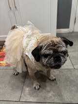 Adorable Bowknot Pet Dress