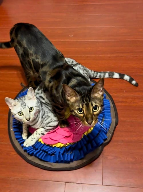 Divine Lotus™ AntiBite Snuffle Mat