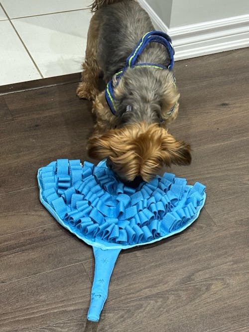 Sassy Stingray by LuvMyFido