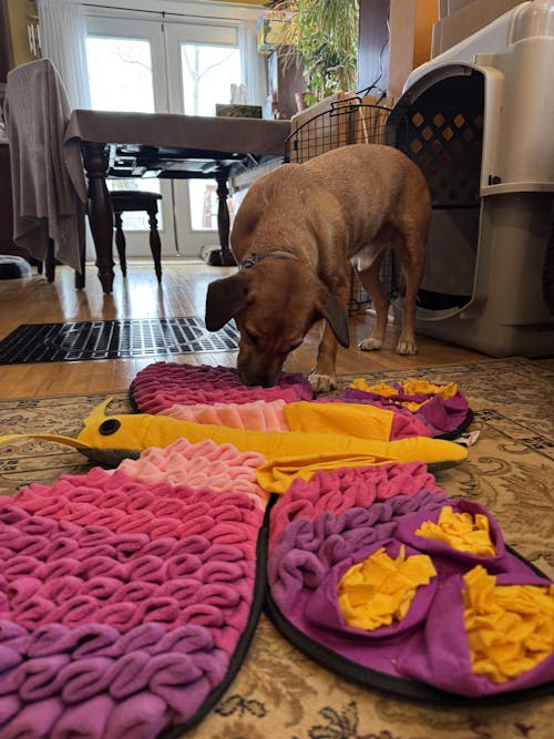 Radiant Butterfly™ Snuffle Mat