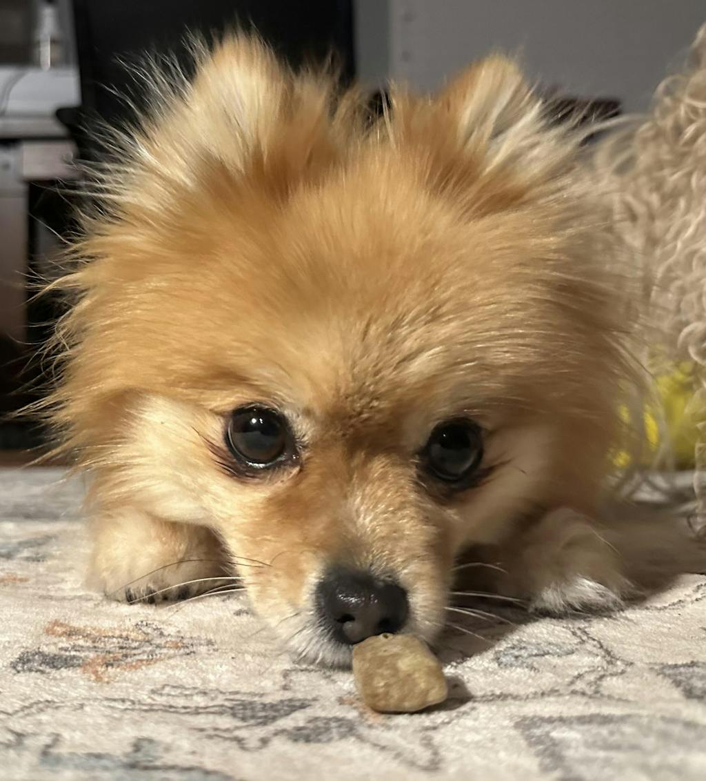 Yak Cheese Puffs for Dogs – Blueberry