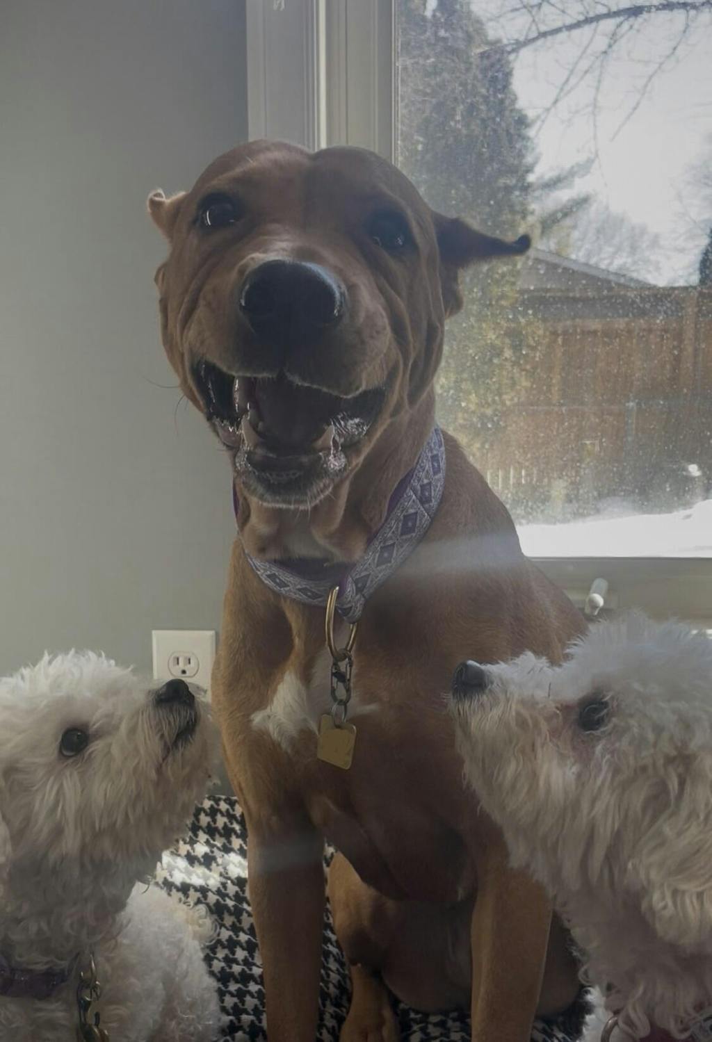 Yak Cheese Puffs for Dogs – Original