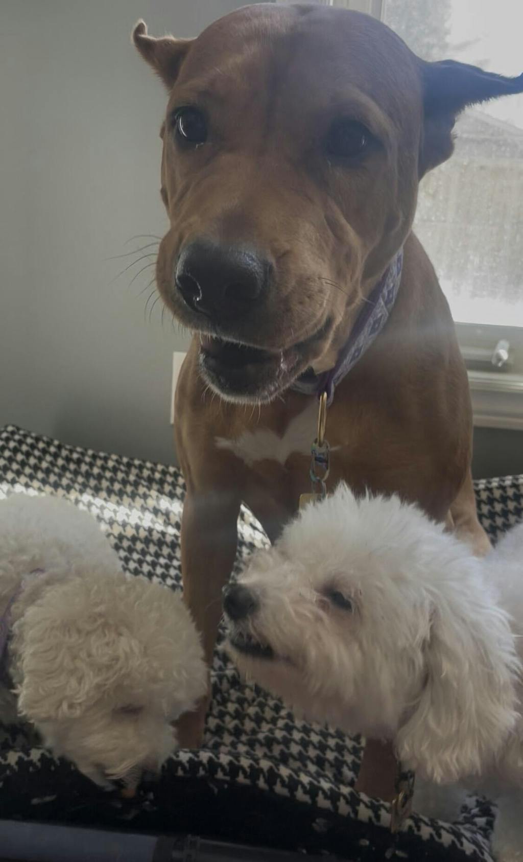 Yak Cheese Puffs for Dogs – Pumpkin