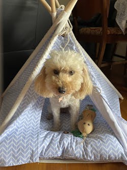 Blue Heaven Dog Teepee Tent